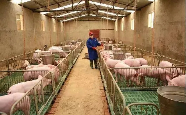 生物菌蔓延，福州养猪场除臭怎么做？