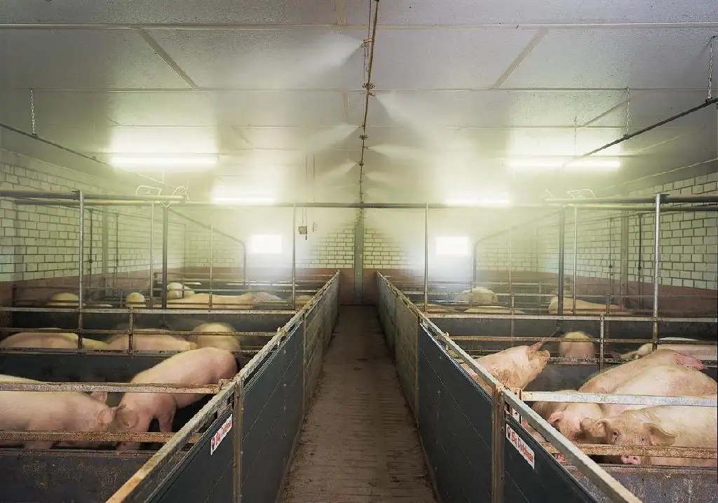 除了运用除臭剂，还有7种办法进行福州养猪场除异味