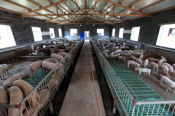 福州养猪场除臭的方案有哪些？
