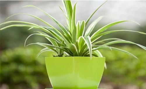 使用绿植进行福州室内除甲醛有效果吗？