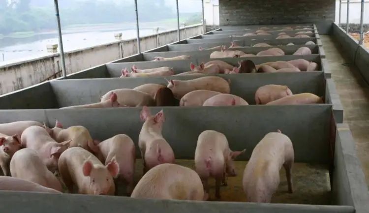 使用喷雾系统进行福州养猪场除臭的优势