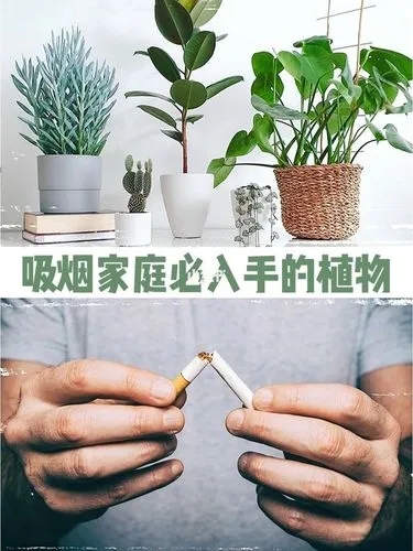 福州室内除烟味的绿植推荐