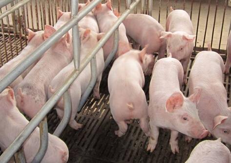 猪场该怎么除臭？福州养猪场除臭的5个好方法你选哪一个？